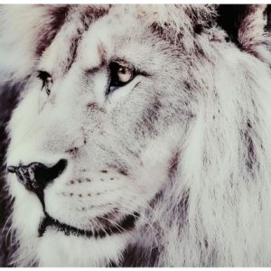 Lion tavla 120x80cm